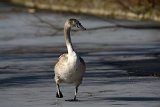2017-03-31_02_Jungschwan_RM