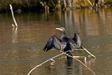 2017-03-31_06_Kormoran_RM