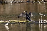 2017-03-31_07_Kormoran_RM