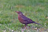 2017-03-31_21_Amsel_Hybrid_RM