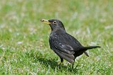 2017-03-31_22_Amsel_RM