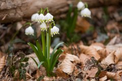 2017-03-31_01_Maerz_7930_RH