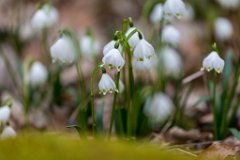 2017-03-31_03_Maerz_7984_RH