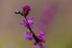 2017-03-31_04_Maerz_7961_RH