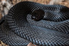 2017-03-31_06_Maerz_7168_RH