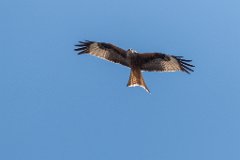 2017-03-31_09_Maerz_7460_RH