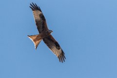 2017-03-31_10_Maerz_7470_RH