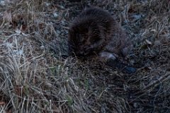 2017-03-31_11_Maerz_7363_RH