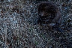 2017-03-31_12_Maerz_7372_RH