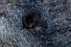 2017-03-31_13_Maerz_7378_RH