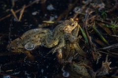 2017-03-31_14_Maerz_7596_RH