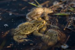 2017-03-31_15_Maerz_7607_RH