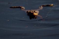 2017-03-31_16_Maerz_7862_RH