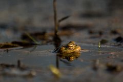 2017-03-31_17_Maerz_7966_RH