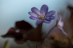 2017-03-31_18_Maerz_8473_RH