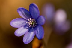 2017-03-31_19_Maerz_8494_RH