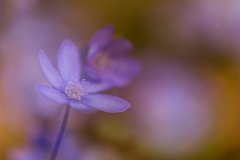 2017-03-31_20_Maerz_8523_RH