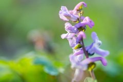 2017-03-31_21_Maerz_8548_RH