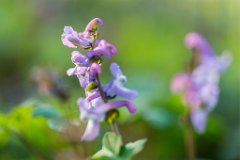 2017-03-31_22_Maerz_8549_RH