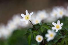 2017-03-31_23_Maerz_8555_RH