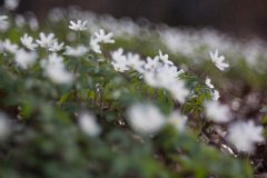 2017-03-31_24_Maerz_8569_RH