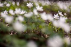 2017-03-31_25_Maerz_8580_RH