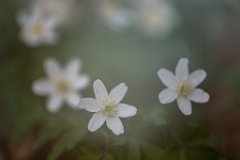 2017-03-31_26_Maerz_8615_RH