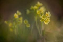 2017-03-31_27_Maerz_8624_RH