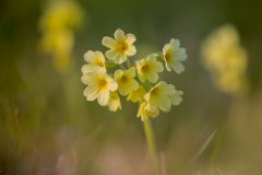 2017-03-31_28_Maerz_8639_RH