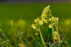 2017-03-31_29_Maerz_8713_RH