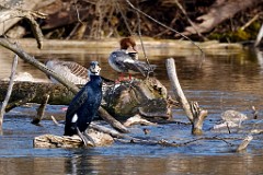 2017-03-13_000_Kormoran_und_Gaensesaeger_WP
