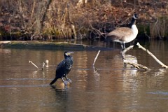 2017-03-13_001_Kormoran_Impressionen_Maerz_WP