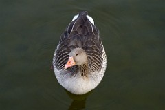 2017-03-13_003_Graugans_Impressionen_Maerz_WP