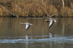 2017-03-13_004_Graugaense_Impressionen_Maerz_WP