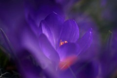 2017-03-17_005_Krokus_Impressionen_Maerz_WP