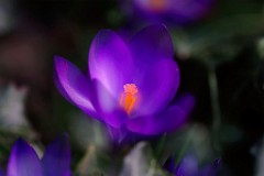 2017-03-17_006_Krokus_Impressionen_Maerz_WP