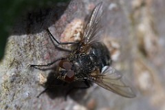 2017-03-17_007_Fliege_Impressionen_Maerz_WP