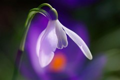 2017-03-17_008_Schneegloeckchen_Impressionen_Maerz_WP