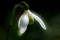 2017-03-17_009_Schneegloeckchen_Impressionen_Maerz_WP