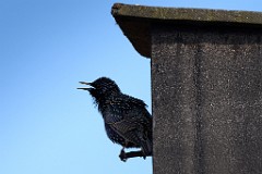 2017-03-20_010_Star_Impressionen_Maerz_WP