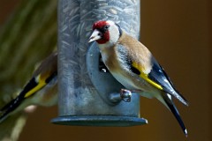 2017-03-29_014_Stieglitz_Impressionen_Maerz_WP