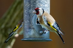 2017-03-29_015_Stieglitz_Impressionen_Maerz_WP