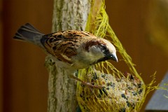 2017-03-29_016_Spatz_Impressionen_Maerz_WP