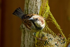 2017-03-29_017_Spatz_Impressionen_Maerz_WP