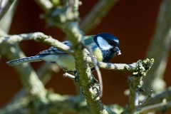 2017-03-29_018_Blaumeise_Impressionen_Maerz_WP