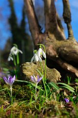 2017-04-01_004_Fruehling_MP