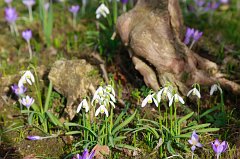 2017-04-01_014_Fruehling_MP