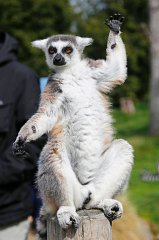 2017-04-17_001_Zoo-Augsburg_MP