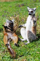 2017-04-17_002_Zoo-Augsburg_MP