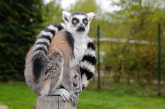 2017-04-17_003_Zoo-Augsburg_MP